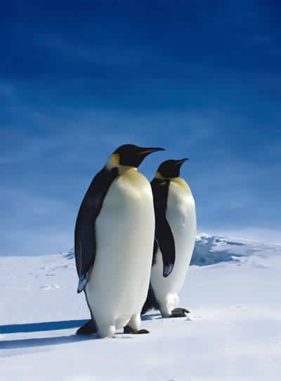 Emperor Penguin Emperor_Penguin