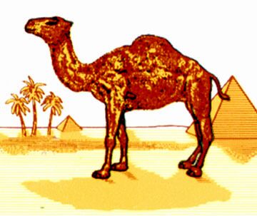 Shew Design - Camel logo