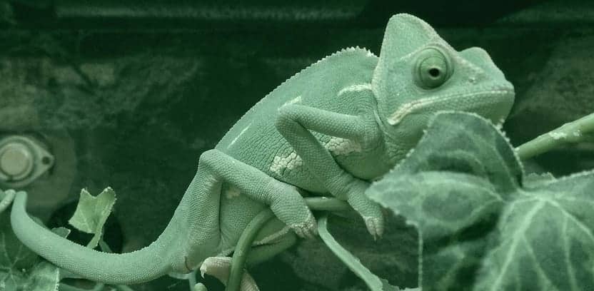 chameleon no more!  strategies for branding your website